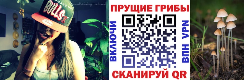 хочу   Петровск-Забайкальский  Псилоцибиновые грибы Psilocybine cubensis 